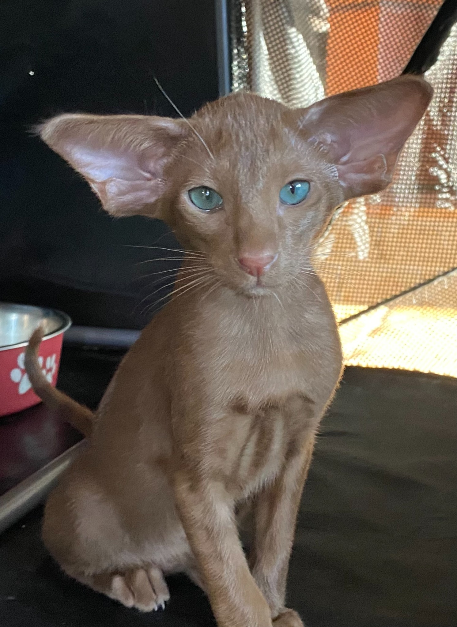 Oriental Express — Siamese e Orientale